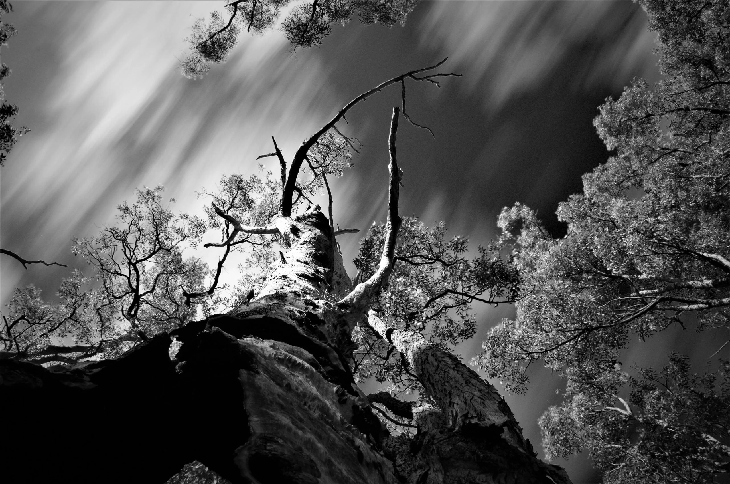 A Jarrah Forest Tree